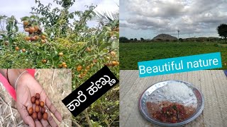 ಬಿಸಿ ಬಿಸಿ ಅನ್ನದ ಜೊತೆ ಟೊಮ್ಯಾಟೋ ಗೊಜ್ಜು/beautiful Nature/ಈಚಲು ಮರಗಳು/ಕಾರೆ ಹಣ್ಣು.