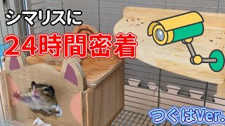 回し車が好き過ぎるシマリスに２４時間密着 / 24-hour contact with a chipmunk that loves spinning wheels too much!