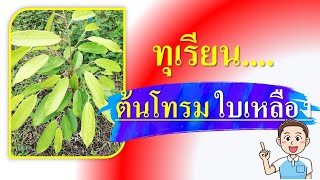 ทุเรียนต้นโทรม... ใบเหลือง.... แก้ไขอย่างไร