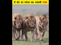 आखिर कैसे हुआ ये शेर इतना famous amazing adventures hindi lion wildlife animals