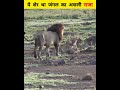 आखिर कैसे हुआ ये शेर इतना famous amazing adventures hindi lion wildlife animals