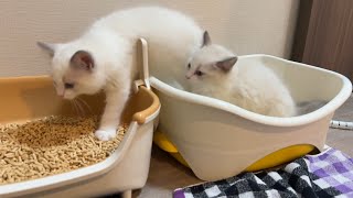 ついに子猫のトイレのしつけに成功しました