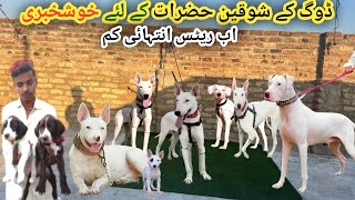 Biggest Dogs 🐕 centre in kohat | kohati  bully dog, pointer dog, Mini zoo | Pk Animals
