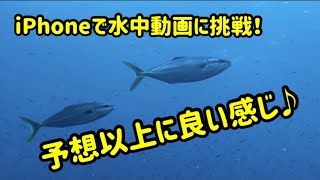 iPhoneで伊豆の水中動画に挑戦！