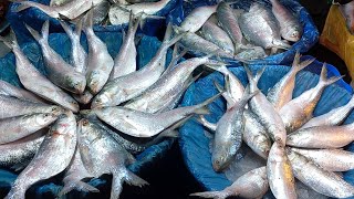 Mirpur 12 Number Fish Market, মিরপুর ১২ নম্বর মাছের বাজার