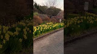 Nakanojo 中之条町 Daffodils 🌼 Flower park | 水仙の花公園 🌼🌼🌼#shorts