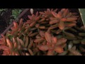 sedum nussbaumerianum grow u0026 care coppertone stonecrop