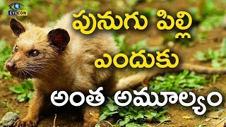 పునుగు పిల్లి ఎందుకు అంత అమూల్యం | Interesting facts about civet cat  | Eyeconfacts