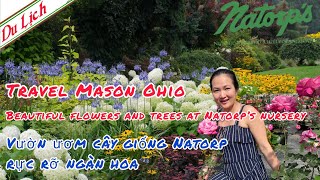 Beautiful flowers and trees at Natorp's Nursery Outlet \u0026 Landscaping in Mason Ohio