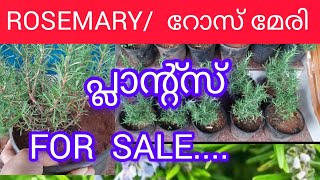 ROSEMARY  PLANTS  FOR  SALE 🍀🍀🍀🍀#  റോസ് മേരി  ചെടികൾ വില്പനയ്ക്ക് 🍀🍀#  WATS  APP-8075526920