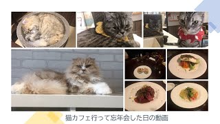 猫動画 八王子 コックンの別荘と忘年会した日の動画