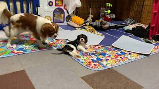 キャバリア　ルビンちゃん　パパと遊ぶ　NO.101   生後44日　子犬　Cavalier King Charles Spaniel puppy    キャバリア　カル＆ミル