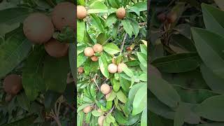 ચિકુ SAPODILLA #sapodillatree #sapodilla #youtubeshorts #ytshorts #fruit #nature  @NATURE.1981s