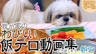 シーズー犬と我が家のわびしい飯テロ動画集【2021.4月〜9月編】