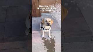 花の水やりをしてたら花よりも水を欲しそうにしている大型犬が1匹…#shorts #labradorretriever #大型犬 #ラブラドールレトリーバー #dog