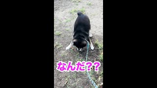 【黒柴ジョナス】散歩あるある　夏