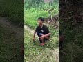 lembu nya beda dari lembu yang lain