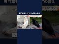 なぜ？カラスが話しかけてきた！専門家「トドの鳴きまねをしている」比べてみるとそっくり！　北海道 shorts