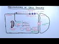 mechanisms of cell injury