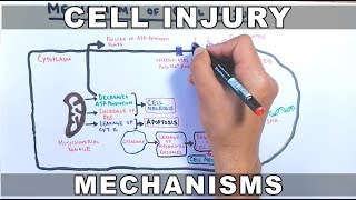 Mechanisms of Cell Injury