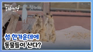 섬 한가운데에 동물들이 산다? 사천에서 만나는 동물의 왕국! MBN 241212 방송