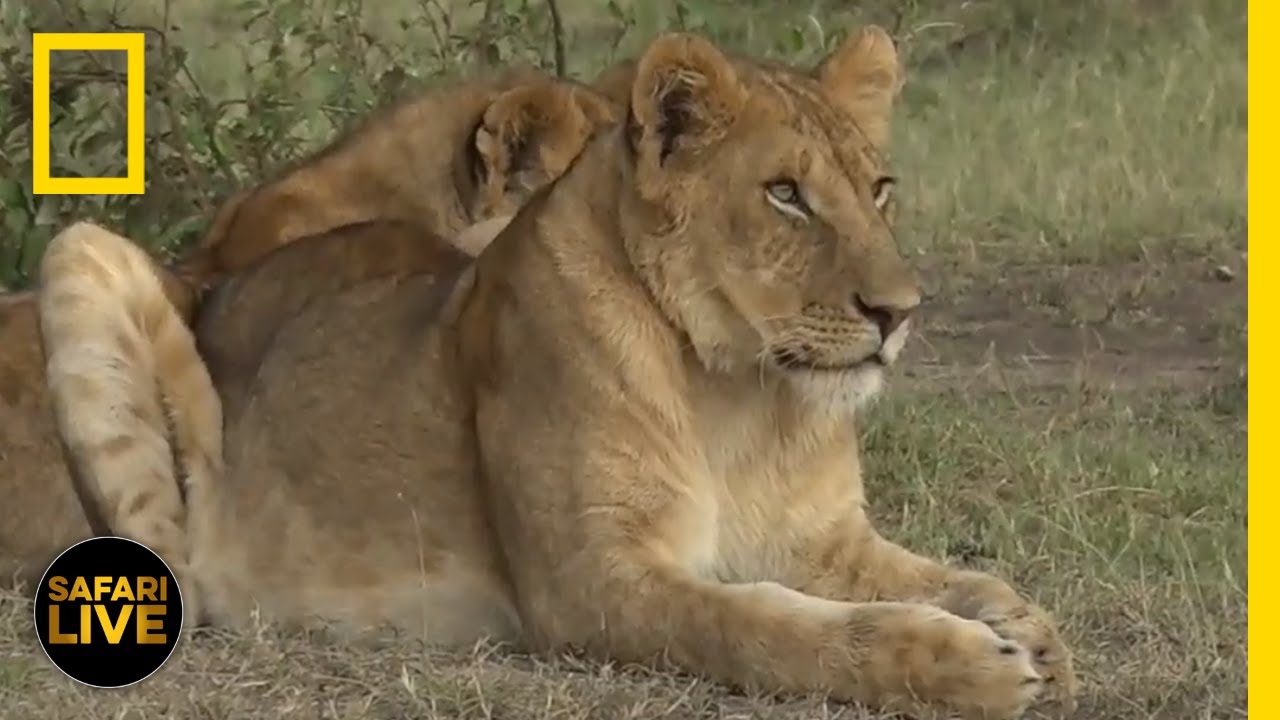 Amazon Jungle Documentary National Geographic