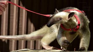 Interesting facts about southern tamandua by weird square