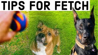 Teach Your Dog To FETCH - Can Dobermans Learn Fetch?