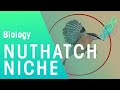 The Niche Of The Nuthatch | Ecology & Environment | Biology | FuseSchool