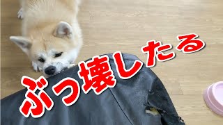 地道な破壊活動を続ける秋田犬らんぷ！リビングぼろぼろ～( ；∀；)