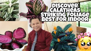 TOP 10  Calathea varieties  for Collections