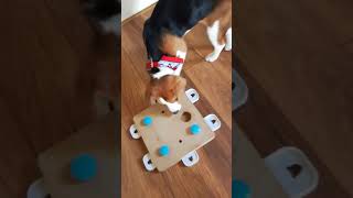 Beagle Learning: Malana discovering the 'Nobby Denkspel Pin' thinkinggame with treats 4