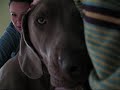 sleepy weimaraner