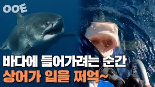 바다에 들어가려는 순간 상어가 입을 쩌억~