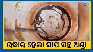 Snake Rescue । ଗୁହାଳ ଘରୁ ୨୨ଟି ନାଗଛୁଆ ସହିତ ୩୬ ଟି ସାପ ଅଣ୍ଡା ଉଦ୍ଧାର । Bhadrak News