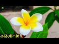 ডাল থেকে কি কি ফুল গাছের চারা হয় which flower plant grow from their cutting @pikas gardening