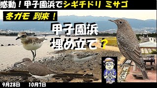 埋め立ての衝撃！甲子園浜で秋を感じる野鳥観察、うっちー探検発見ほっとけん、メダイチドリ、トウネン、冬ガモ類、イソシギ、イソヒヨドリ、ウッチー探検発見ほっとけん、Japanese Wild Birds