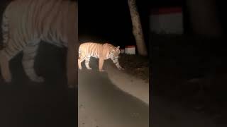 Angry Tiger Roar Night Encounter
