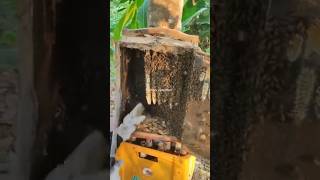 Beekeeping and beekeepers #naturebee #nature #beekeeping #howtobeekeeping #shortvideo #howtobeehone