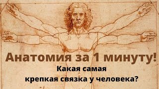 Анатомия за 1 минуту. Самая мощная связка в теле.