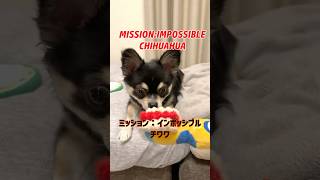 ミッション:インポッシブルチワワ【Mission: Impossible chihuahua】 #shorts