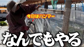 日々研究、頭に巡る事はなんでもやる！【作物の為なら手を惜しまない】少しでも温度が上がればと思い雨よけにぐるっとポリを張りました【スターチス】