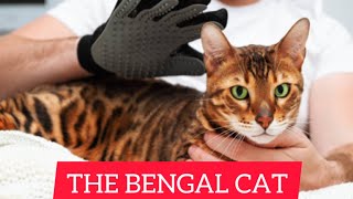 The Bengal Cat – Characteristics And Character