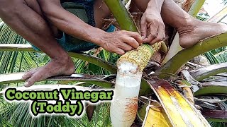 Perfect Source! Coconut Toddy or Coconut Wine Making Process! #coconuttoddy #tuba #farming