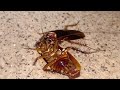 canibalismo en cucaracha periplaneta americana macho comiéndose una hembra moribunda