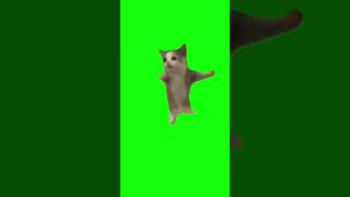 happyhappyhappycat #shorts#猫#猫ミーム#ハッピー猫#猫マニア#素材#catmemes#greenscreen#happyhappyhappy#happycats#cat