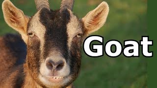 Goat Sounds & Goat Pictures ~ The Sound A Goat Makes ~  Animal Sounds