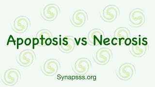 Apoptosis vs Necrosis, Morphology, Function