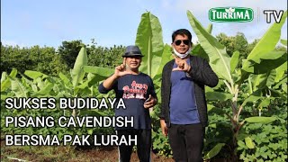 PEMANFATAN LAHAN DENGAN PISANG CAVENDISH