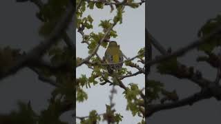 Greenfinch song